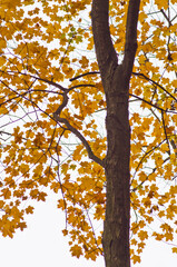 582-43 Backlit Maple Tree