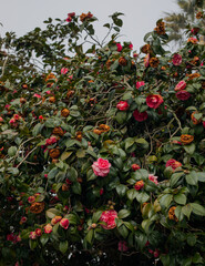 Camellia Flower Tree