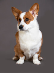 Dog breed welsh corgi cardigan sits on the grey background