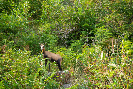 Animal wildlife: A curious chamoix in Val Grande National Park