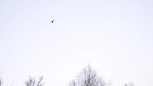 Single raven bird flying in winter scenic forest bottom up view above cloudy white sky, Wildlife landscape footage in Full HD 60 FPS.