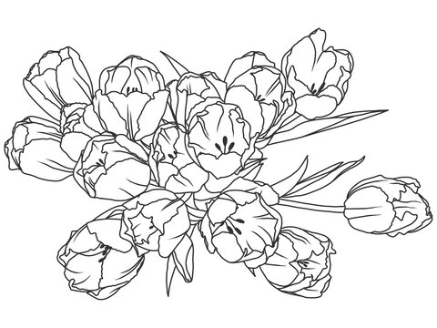 Coloring book flowers, tulips bloomed. Engraving raster illustration.
