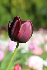 Fototapeta premium Blühende Tulpe im Frühling
