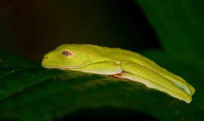 Sleeping Red-eyed Leaf Frog