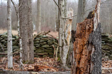 Close up of the details of a broken stump of a fallen tree, with different shades of brown of the layers of bark. Beauty of nature.