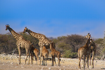 Obraz na płótnie Canvas Giraffe herd at a water whole