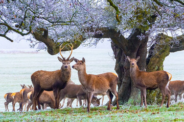 Red Deer Herd