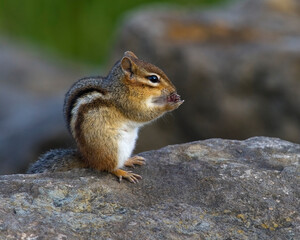 Eastern Chipmunk