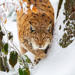 Eurasian lynx (Lynx lynx) in the snow in the animal enclosure in the Bavarian Forest National Park, Bavaria, Germany.