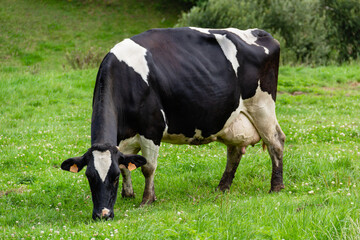 Black and white spotted dairy cow grazing in a meadow