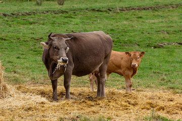 Cow and calf grazing together on farm