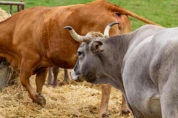 Cow between the herd in a farm