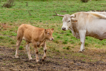 Cow and calf together in green pastures on a farm