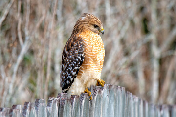 Red shouldered hawk