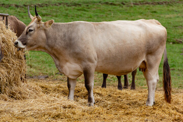 Elegant cow with horns on a green meadow background