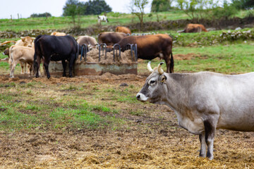 Herd of cows grazing straw on farm with green meadows