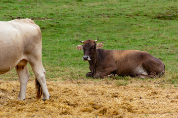 Purebred cow resting on the green wild meadow