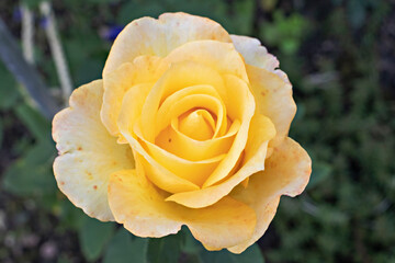 beautiful  yellow rose in the garden