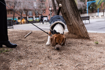 Dog on a leash nosing in the dirt in a park next to a tree. Beagle wearing a dog coat.