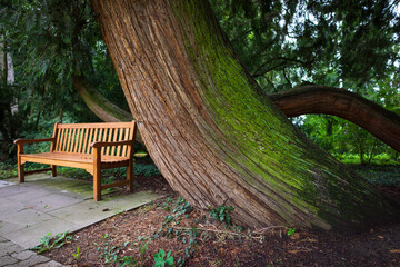 Huge trunk of an cypress tree