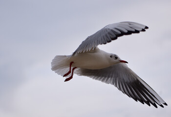 Obraz premium The seagull prepared for a sharp decline with a turn