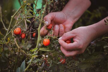 picking ripe cherry tomatoes in the garden. Solanum lycopersicum in the evening. collecting vegetables at the village farm with hands