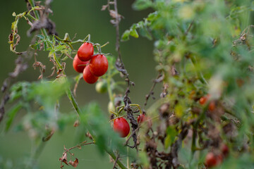 ripe cherry tomatoes in the garden. Solanum lycopersicum in the evening. vegetables at the village farm