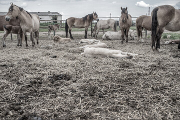 Horses in the paddock at the farm. Black and white photography.