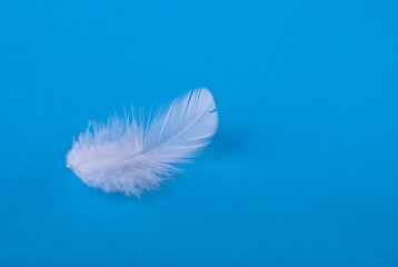 white feather on a blue background, close-up