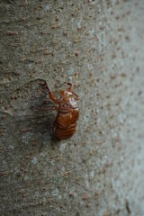 木に止まるセミの抜け殻