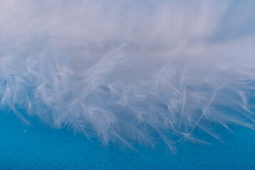 white feather on a blue background, close-up
