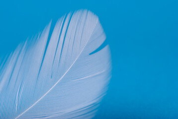 white feather on a blue background, close-up