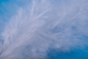 Fototapeta na wymiar white feather on a blue background, close-up