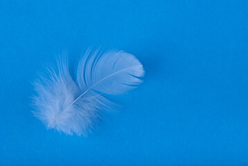 white feather on a blue background, close-up
