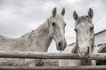 Fototapeta na wymiar Horses in the paddock at the farm. Black and white photography.