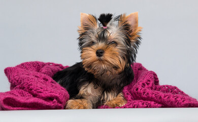puppy Yorkshire terrier looking at a pink blanket