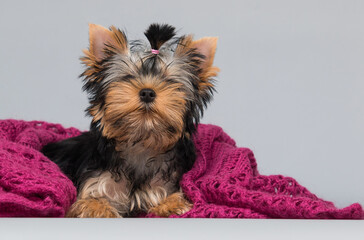 puppy Yorkshire terrier looking at a pink blanket