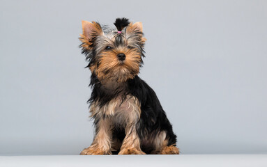 Yorkshire Terrier puppy sitting in the studio