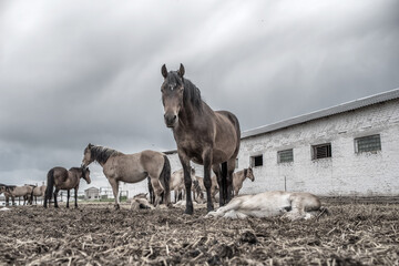 Horses in the paddock at the farm. Black and white photography.