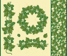 Hop plant in color, hop on a branch with leaves. Humulus lupulus illustration for packing, pattern.