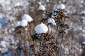 Dried field grass with snow cap in winter