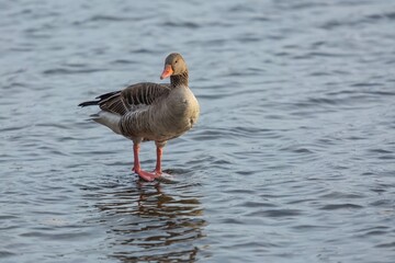 The greylag goose with orange beak and legs standing in blue water. Sunny winter day at a lake.