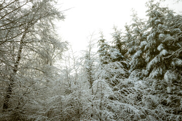 Snowy trees