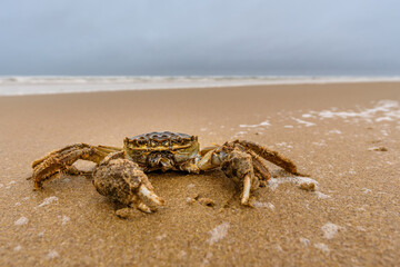 Frontal photo of a crab on the beach in Katwijk, The Netherlands