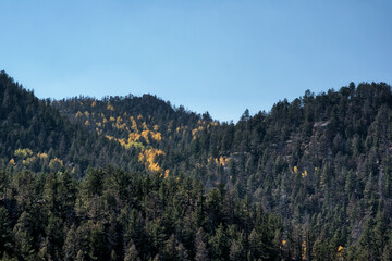 Aspen trees in Autumn, Pikes Peak, Colorado