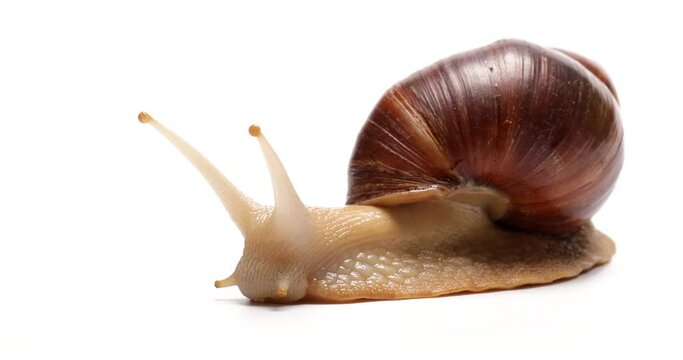 Giant Achatina snail on white background