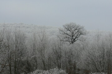 Frozen forest trees in the fog - winter landscape