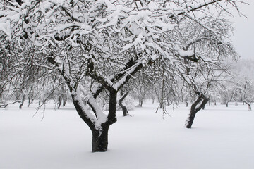 Snowy old apple trees garden in winter