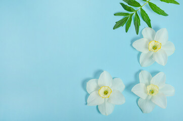 Greeting card background, daffodil flowers on blue background with copy space