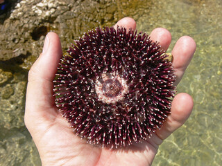 Sea urchin in my hand at the seaside